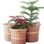 Willow Natural & Handmade Wicker Planter for Indoor - Outdoor Balcony, Terrace, Home Décor for Table Shelf, Storage Basket – Set of 3(Premium Quality)