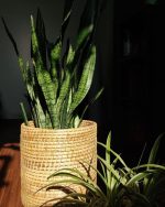 Handcrafted Rattan Planter – Multiple Sizes | Washable, Outdoor Safe, Up to 40-Year Durable Plant Pot | Eco-Friendly Natural Basket | Assamese Traditional Craft | Indoor Outdoor Décor (Set of 3) - Image 4